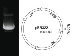 Plasmid-DNA pBR322