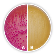 MacConkey Agar, 100 g