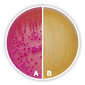 MacConkey Agar, granulated