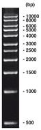 Échelle d’ADN 1 kbp, 200 µg, 4 x 50 µg